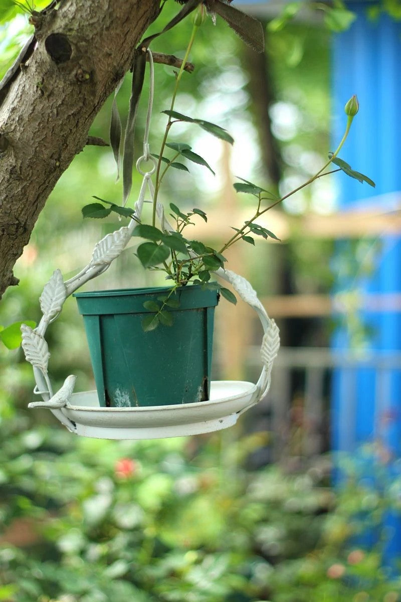 Old iron leaf vine bird hanging bird feeder hanging bird feeding tray succulent hanging basket pot garden courtyard decoration