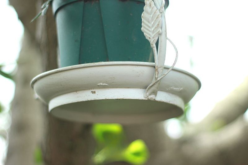 Old iron leaf vine bird hanging bird feeder hanging bird feeding tray succulent hanging basket pot garden courtyard decoration