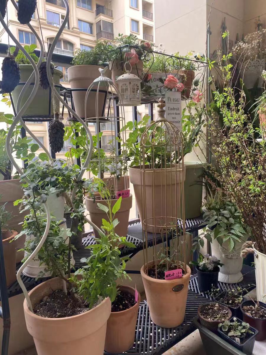 Flower pot Climbing Support Trellis Metal Plant Support Rustproof Climbing Plants Indoor Outdoor Garden Trellis