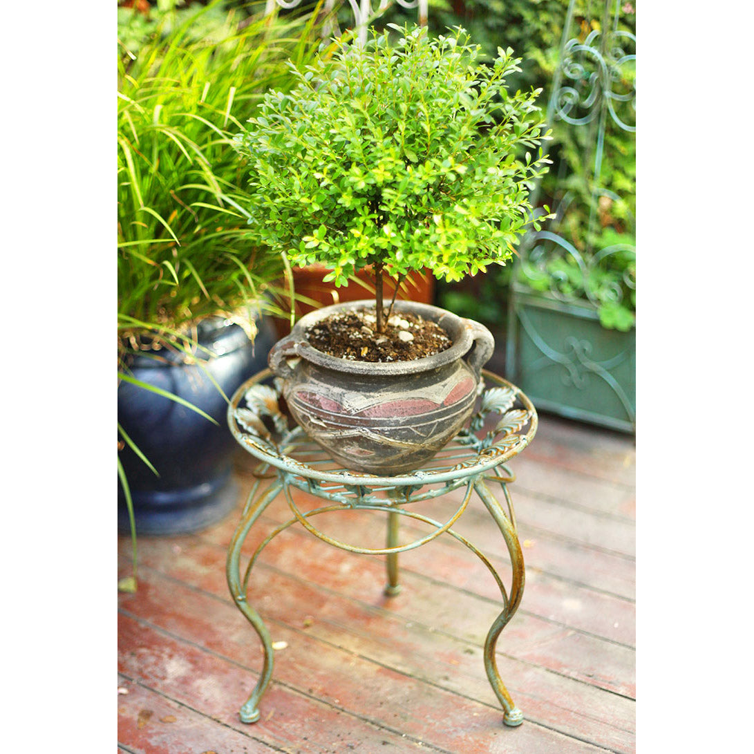 for Iron Potted Stand Holder, Indoor Outdoor Planter Supports Display Rack for Home & Garden De plant stand indoor