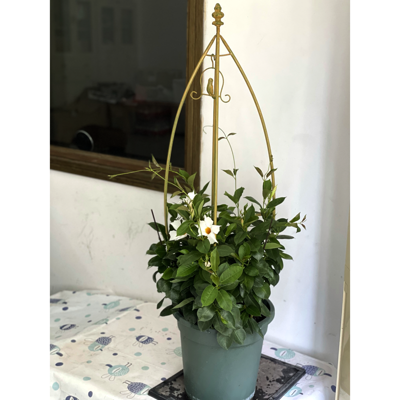 Bird pendant type iron climbing frame balcony flower rack indoor clematis plant climbing frame floor flower pot plant rack