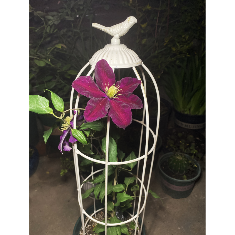 Garden Trellis for Climbing Plants Outdoor Plant Stand Garden Decoration