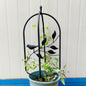 Metal Garden Frame for Climbing Vine Indoor Outdoor Potted Plant Support for Rose Tomato Pea Ivy Cucumbers,Black