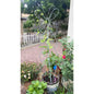 Butterfly Retractable Climbing Frame Metal Plant Frame Garden Fence Creates Ideal Trellis for Climbing Plants