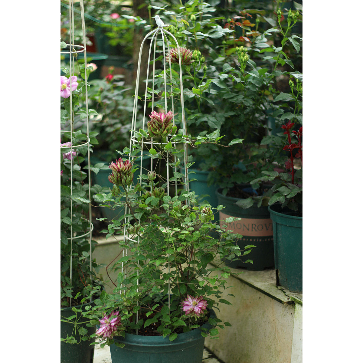 Garden Trellis Climbing Plants, Outdoor Indoor Potted Plant Support Round Obelisk Garden Trellis for Climbing Vine