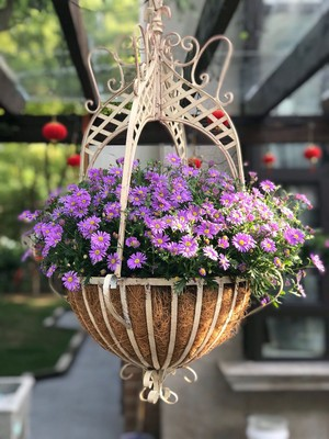 Metal Hanging Planter Basket with Round Wire Plant Holder with Chain Decorative Flower Pots Hanger for Garden metal flower stand